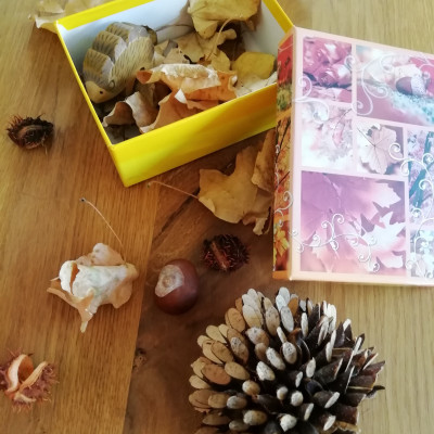 Igel im Herbstlaub
