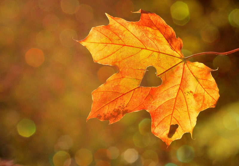 Der Herbst kommt  -                                      pixaby