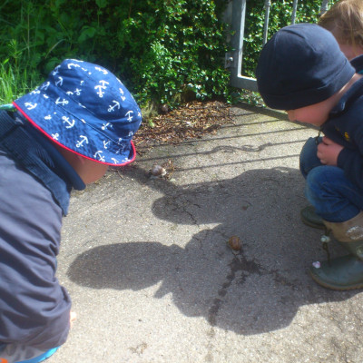 Schnecke beobachten
